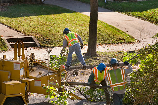 Professional Tree Services in Deep River Center, CT